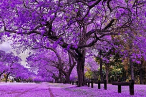 Hà Nội sẽ trồng bù phượng tím sau khi chặt gần 500 cây dọc đường Láng