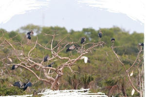 Để Việt Nam mãi là nơi đất lành chim đậu