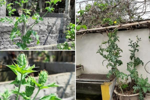 Người đàn ông trồng hàng trăm cây thuốc phiện để ngâm rượu