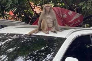 Hà Nội: Đã bắt được khỉ hoang quậy phá người ở Duy Tân