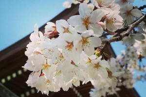 Nhật Bản: Hoa anh đào nở đẹp say đắm lòng người