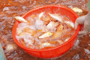 Chợ cá lớn nhất Thủ đô nhộn nhịp trước ngày ông Công, ông Táo