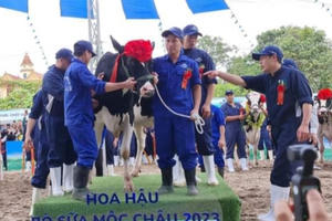 Độc đáo Hội thi hoa hậu bò sữa trên cao nguyên Mộc Châu