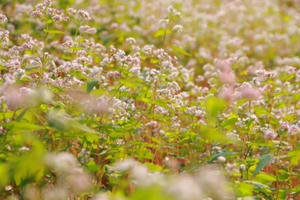 Ngắm hoa tam giác mạch nở trái mùa 'có một không hai' ở Ninh Bình