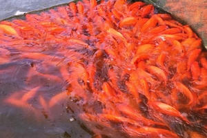 Sẵn sàng “phương tiện” đưa ông Táo về trời