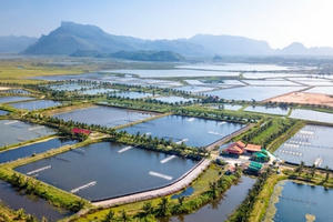 Giảm tiền thuê đất, thuê mặt nước với các đối tượng bị ảnh hưởng bởi dịch COVID-19