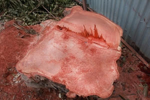 Hàng cây xà cừ cổ thụ Hà Nội tiếp tục bị đốn hạ "trơ gốc"