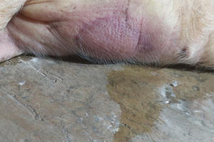 Lợn chết vì bệnh tai xanh, người dân nghi ngờ trang trại bán lợn giống nhiễm bệnh