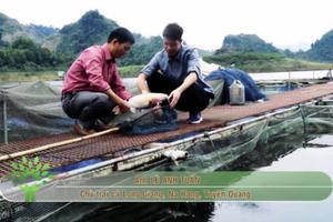 Hơn 500 hộ nuôi cá lồng trên lòng hồ thủy điện Na Hang Hơn 500 hộ nuôi cá lồng trên lòng hồ thủy điện Na Hang