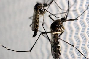 Virus Zika có thể tấn công tế bào thần kinh của người lớn Virus Zika có thể tấn công tế bào thần kinh của người lớn