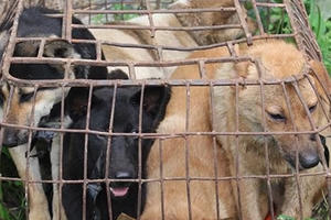 Nghệ An: Bắt nhóm đối tượng trộm chó chuyên nghiệp