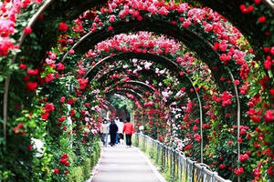 Lần đầu tiên lễ hội hoa hồng Bulgaria được tổ chức tại Việt Nam