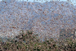 Cảnh báo ‘bão’ châu chấu sa mạc đang hướng đến Trung Đông