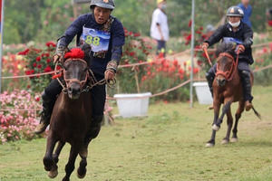Những chiến mã Tây Bắc tung vó giữa ngợp ngời hoa hồng tại mùa giải “Vó ngựa trên mây”