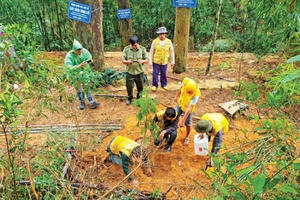 Bí ẩn linh mộc tụ khí thiêng Yên Tử