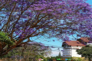 Đà Lạt bốn mùa hoa