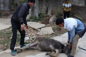 Hơn 90 con gia súc tại Điện Biên bị chết do rét đậm, rét hại