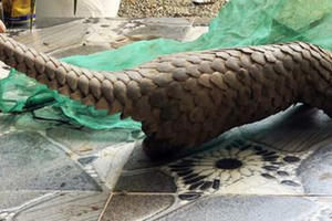 Phát hiện người đàn ông đang nuôi nhốt trái phép 1 cá thể tê tê