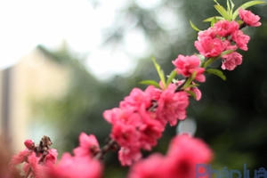 Hà Nội: Rực rỡ sắc đào nở muộn