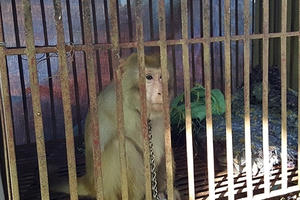 Quá khứ loang máu của bầy “đại thánh” giam mình dưới chân núi Nhẫm