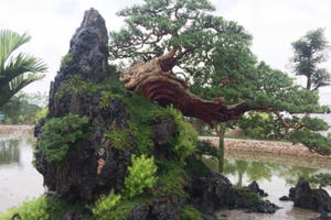 Quảng Ninh: Những tác phẩm nghệ thuật Bonsai độc đáo tại triển lãm cây cảnh nghệ thuật Yên Tử 2018