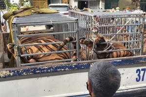 Cảnh sát đột kích phát hiện 17 “chúa sơn lâm” bị nuôi, nhốt