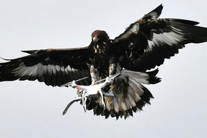 Pháp huấn luyện đại bàng săn máy bay không người lái