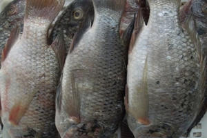 Được nuôi bằng kháng sinh và chất độc, loại cá này rất nguy hiểm nhưng được chuộng vì rẻ Được nuôi bằng kháng sinh và chất độc, loại cá này rất nguy hiểm nhưng được chuộng vì rẻ