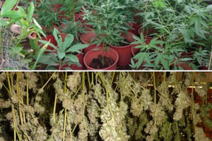 Đắk Lắk: Phát hiện vụ trồng và tàng trữ hơn 24kg cần sa khô