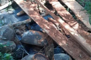 "Lâm tặc" đốn hạ hơn 150m3 gỗ, một trạm trưởng Công ty Lâm nghiệp bị bắt giam