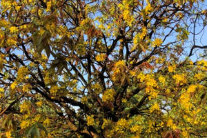 Cây mai trăm tuổi “ngồi xe” vào TP Hồ Chí Minh dự hội xuân