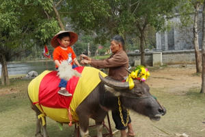 Ninh Bình: Dịch vụ cưỡi trâu chụp hình hút khách dịp đầu xuân