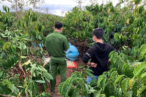 Đắk Lắk: Tá hỏa phát hiện thi thể nam giới trong rẫy cà phê