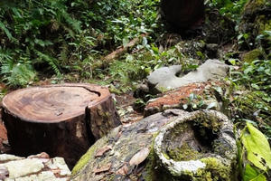 Tổng cục Lâm nghiệp đề nghị đẩy nhanh điều tra việc khai thác lâm sản trái phép huyện Vị Xuyên và Quản Bạ