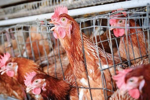 Nghi vấn gà Mỹ 'ngậm' hóa chất gây ung thư arsenic