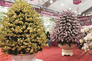 "Bỏng tay" với chậu lan Hồ điệp giá 165 triệu đồng cho đại gia chơi Tết