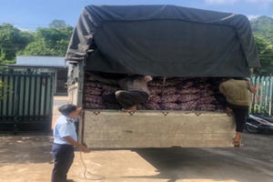 An Giang: Tạm giữ 10 tấn tỏi Trung Quốc đang trên đường đi tiêu thụ