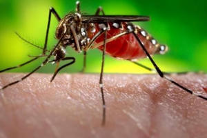 Thanh Hóa: Phát hiện ổ dịch sốt xuất huyết đầu tiên tại Tĩnh Gia