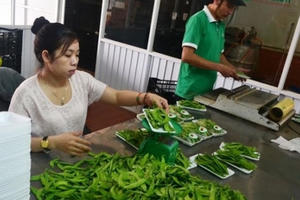 Gắn logo cho nông sản tránh nhầm lẫn hàng Trung Quốc