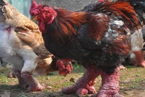 Bản tin Kinh tế: Gà Đông Tảo tăng giá dịp tết