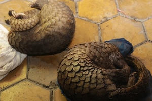 Phát hiện 30 cá thể tê tê còn sống trên chiếc xe khách