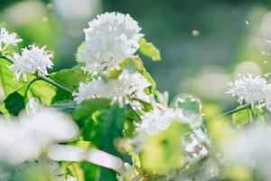 “Hoa tuyết” trắng muốt núi đồi Tây Nguyên