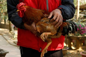 "Thần kê" 9 cựa cực quý hiếm, đại gia chơi sang lùng mua cúng Tết