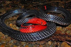 Giám đốc lập mưu thả rắn độc vào khu đô thị để giết người