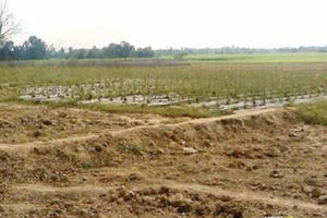 Chuyển mục đích sử dụng gần 40ha đất tại tỉnh Hải Dương