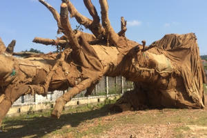 Làm rõ xe chở cây "khủng" có dấu hiệu vi phạm Pháp luật