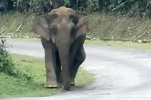 Video Voi rừng vào tận nhà dân tìm kiếm thức ăn
