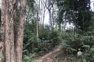 "Đột nhập" khu rừng chứa "báu vật" mà dân bản phải canh giữ ngày đêm