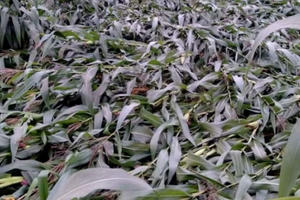 Gần 60 ha ngô gãy đổ, người dân mất trắng hơn 2 tỷ đồng