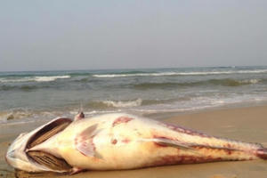 Hôm nay (22/8) sẽ công bố biển miền Trung an toàn